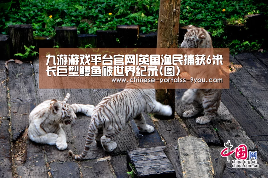 九游游戏平台官网|英国渔民捕获6米长巨型鳗鱼破世界纪录(图)(图3) 九游游戏中心手机版